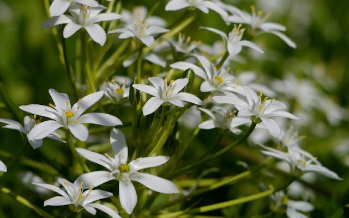 Fierea pământului: când este recomandată