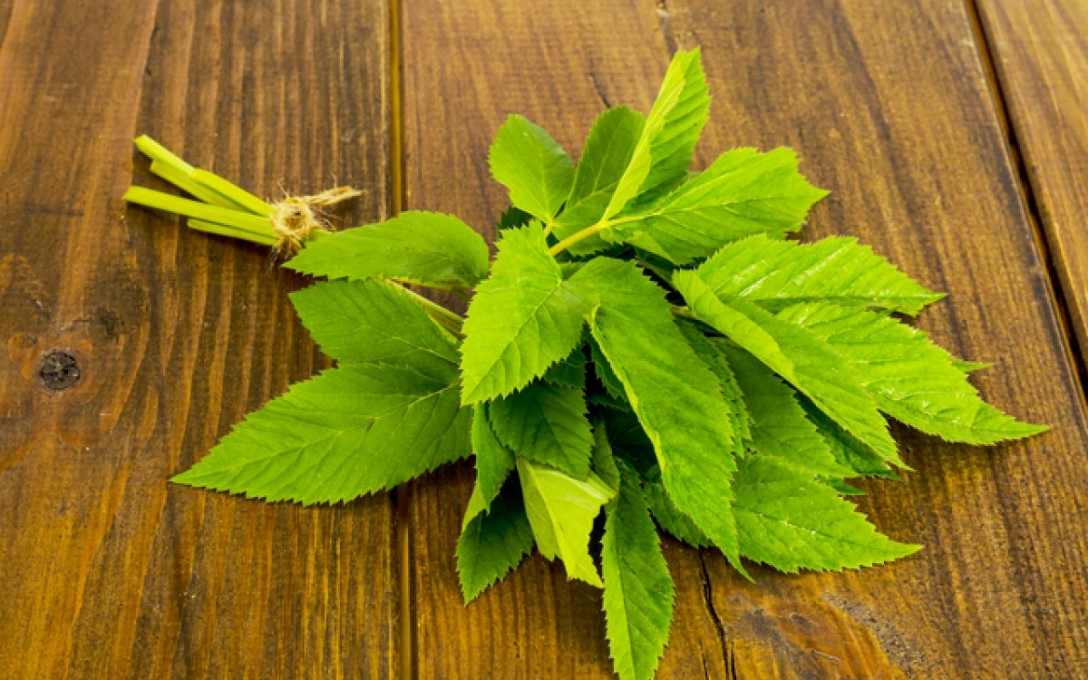 Gynostema, planta nemuririi: beneficii și mod de utilizare