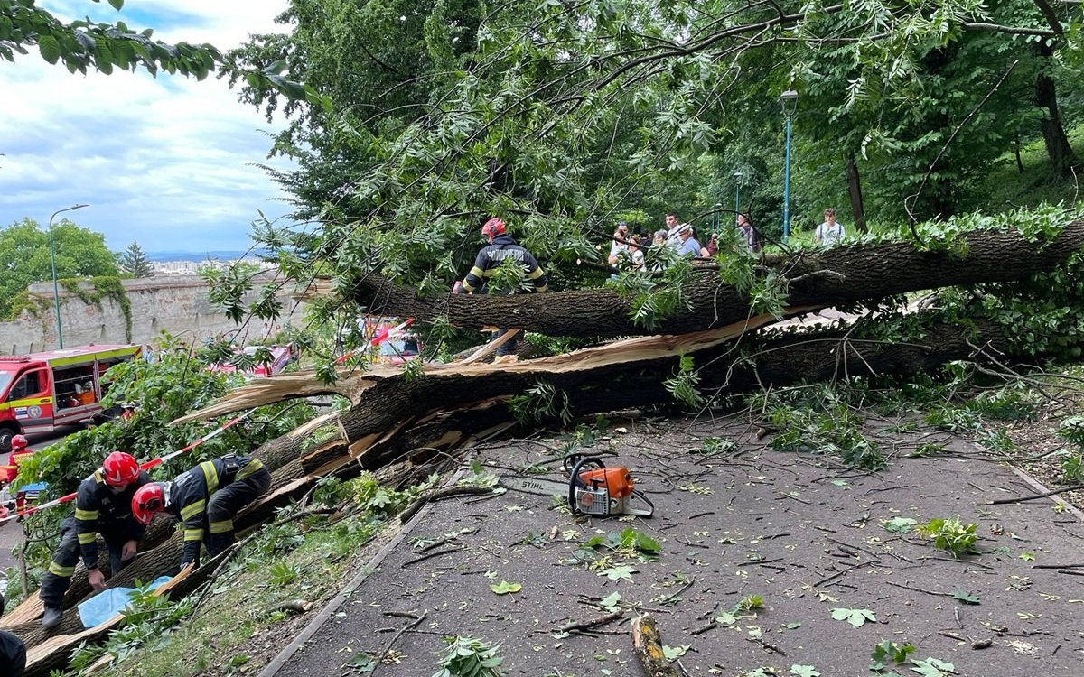 Un tânăr de 27 de ani din Brașov a murit după ce a căzut un copac peste el. O femeie a fost și ea grav rănită