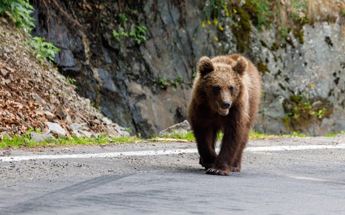 Un turist italian a fost ucis de o ursoaică pe Transfăgărășan. A fost târât 60 de metri într-o râpă