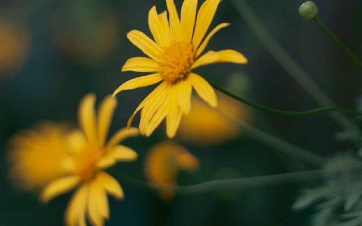 3 beneficii pe care le are arnica