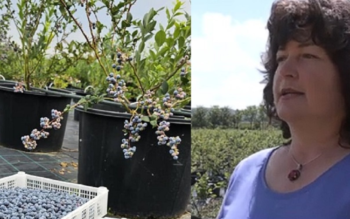 Soții Sîrbu au dat lovitura în România. S-au întors în țară după 17 ani de muncă în străinătate și cultivă afine la ghiveci