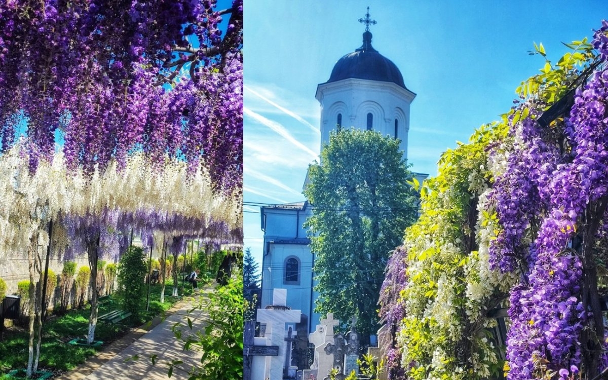 Mănăstirea Ghighiu, colțul de Rai din Prahova. Spectacolul de glicine înflorite îi face pe oameni să revină an de an