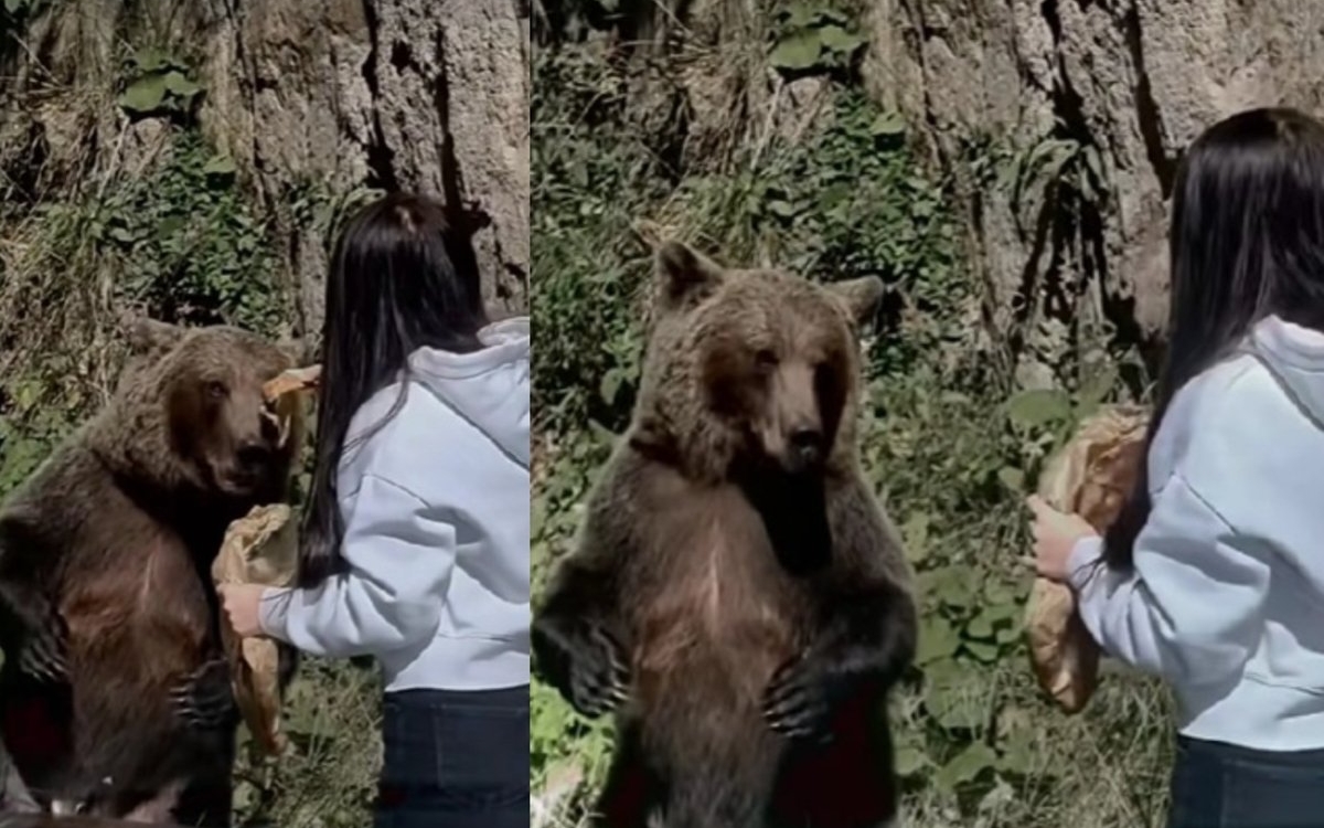 La un pas de tragedie! O tânără s-a filmat în timp ce hrănește un urs pe Transfăgărășan, la mai puțin de doi metri