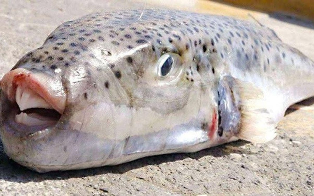 Alertă pentru turiștii care merg în vacanță în Grecia. O specie de pește periculoasă a ajuns aproape de plaje