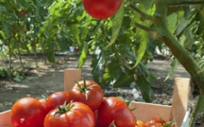 Gradina de rosii: soiuri si intretinere