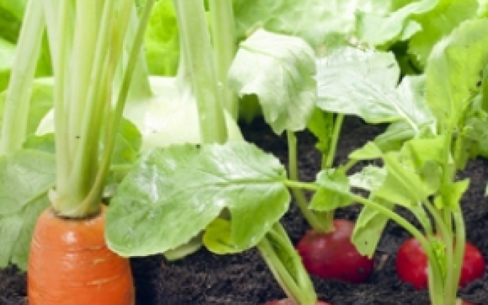 Gradina de legume: 5 greseli comune de cultivare