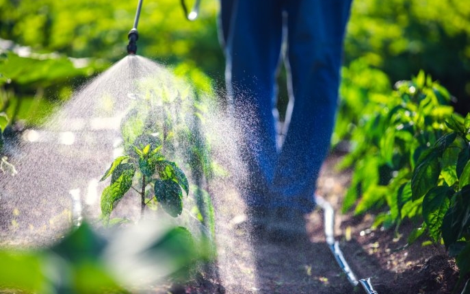 Ierbicid pentru gradina de legume: solutii ecologice