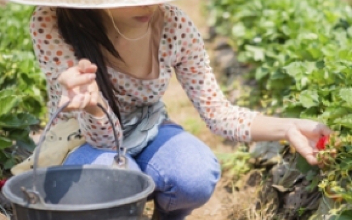 Plantare capsuni: pasi de urmat