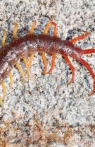 Miriapode