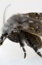 Muşte din scurgerea de bucătărie