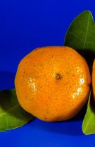 Portocale, grepfrut, mandarine