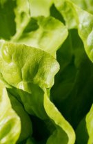 Salata