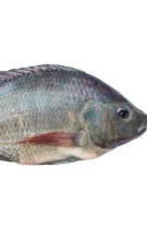 Tilapia (Peștele Sfântului Petru)