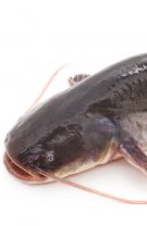 Pangasius