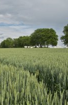 Sunt un dezastru pentru agricultură