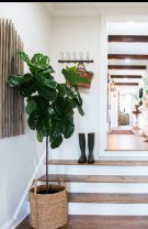 Plante din plastic