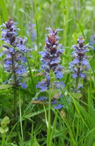 Ajuga reptans