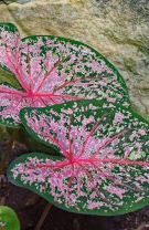 Caladium