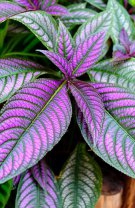 Scutul persan (Strobilanthes)