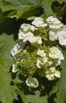 Oakleaf Hydrangea