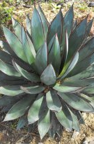 Agava (aloe americană)