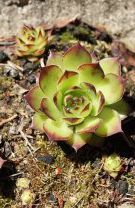 Plante suculente