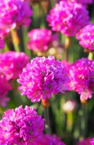 Armeria maritima