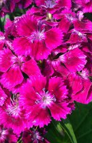 Garofița (Dianthus)