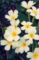 Shrubby Cinquefoil