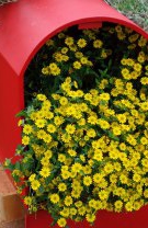 Threadleaf Tickseed