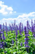 Lilac sage