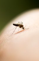 Mușcături de insecte