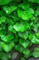 Nu ești atentă la plantele otrăvitoare