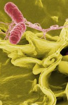 Salmonella
