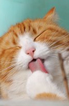 Toxoplasmoză