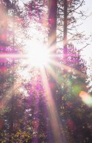 Vitamina D