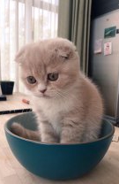 Bolul de cereale în loc de cutie