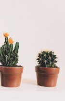 Cactuși