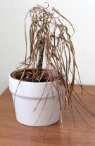 Plante moarte sau uscate