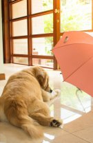 O umbrelă desfăcută