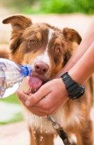 A îngriji un animal în nevoie este cea mai clară dovadă a bunătății unei persoane