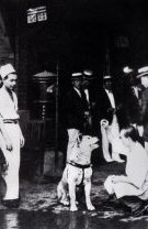 Cine este câinele Hachiko