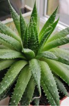 Aloe vera