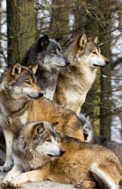 O nouă familie
