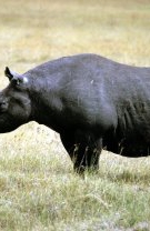 Rinocerul negru din Africa de Vest