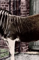 Zebra sud africană