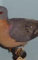 Porumbelul pasager