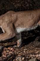 Puma de pe coasta de Est a Americii