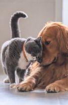 Sursă de calciu pentru animalele de companie